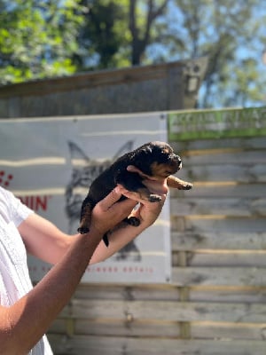 Les chiots de Rottweiler