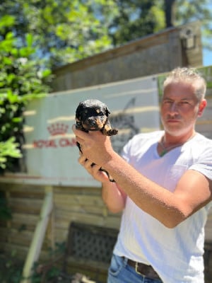 Les chiots de Rottweiler