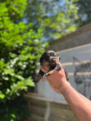 Les chiots de Rottweiler