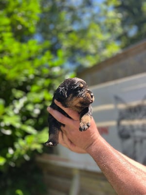 Les chiots de Rottweiler