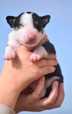 Les chiots de Bull Terrier Miniature