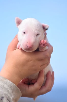 Les chiots de Bull Terrier Miniature