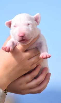 Les chiots de Bull Terrier Miniature