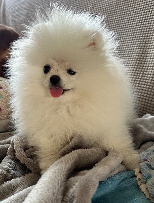 Valentina - Spitz allemand