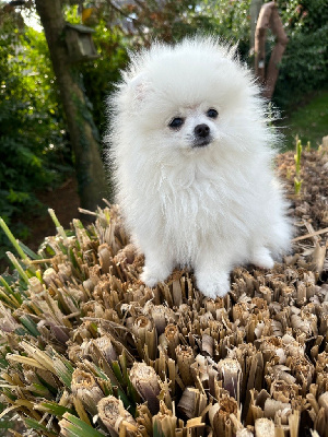 Les chiots de Spitz allemand