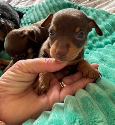 Les chiots de Russkiy Toy (Petit Chien Russe)