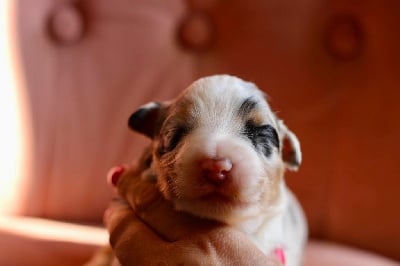 Femelle bleu merle - Berger Australien