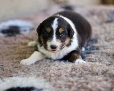 Les chiots de Berger Australien