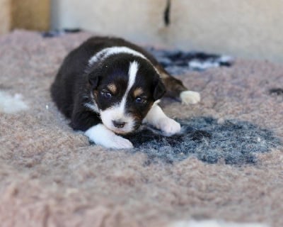 Les chiots de Berger Australien