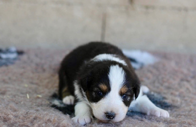 Les chiots de Berger Australien