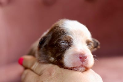 Les chiots de Berger Australien