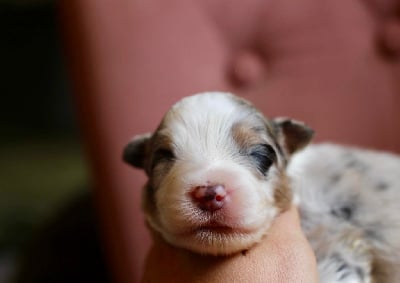 Mâle bleu merle 2 - Berger Australien