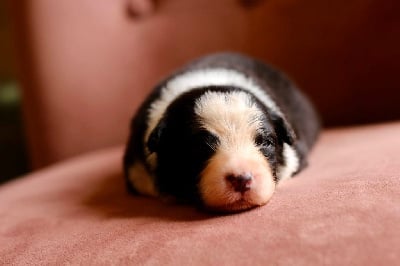 Les chiots de Berger Australien