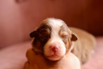 Les chiots de Berger Australien