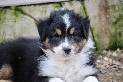 Les chiots de Berger Australien