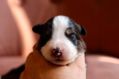 Les chiots de Berger Australien