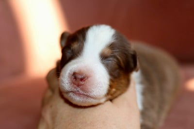 Les chiots de Berger Australien