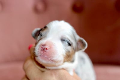 Mâle bleu merle 1 - Berger Australien