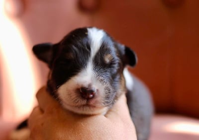 Les chiots de Berger Australien