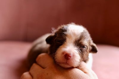 Les chiots de Berger Australien