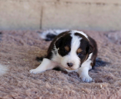 Les chiots de Berger Australien