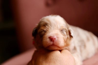 Les chiots de Berger Australien