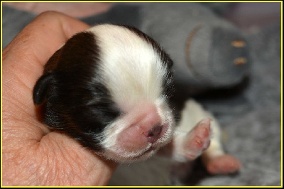 Les chiots de Shih Tzu