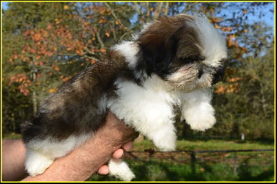 Les chiots de Shih Tzu