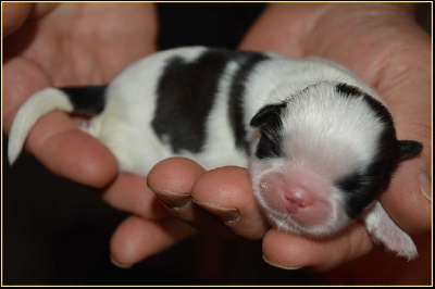 Les chiots de Shih Tzu