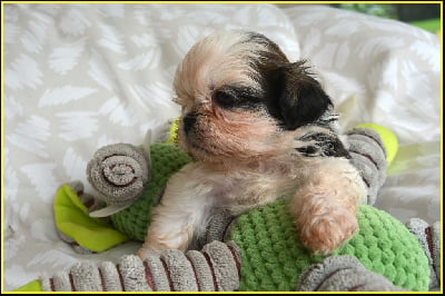 Les chiots de Shih Tzu