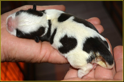 Les chiots de Shih Tzu