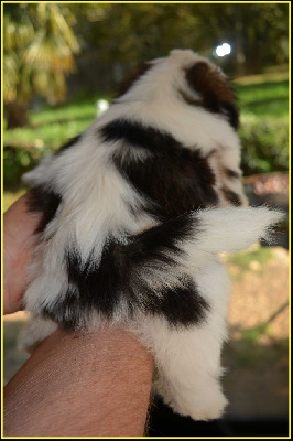 Les chiots de Shih Tzu