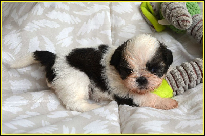 Les chiots de Shih Tzu