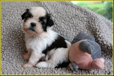 Les chiots de Shih Tzu