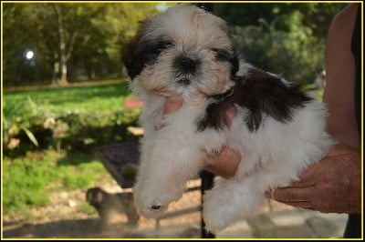 Les chiots de Shih Tzu