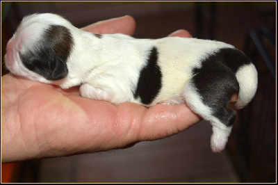 Les chiots de Shih Tzu