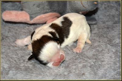 Les chiots de Shih Tzu