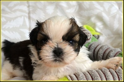 Les chiots de Shih Tzu