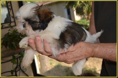 Les chiots de Shih Tzu