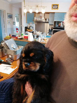 Les chiots de Cavalier King Charles Spaniel