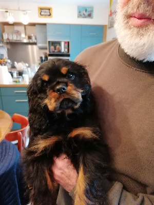 Les chiots de Cavalier King Charles Spaniel