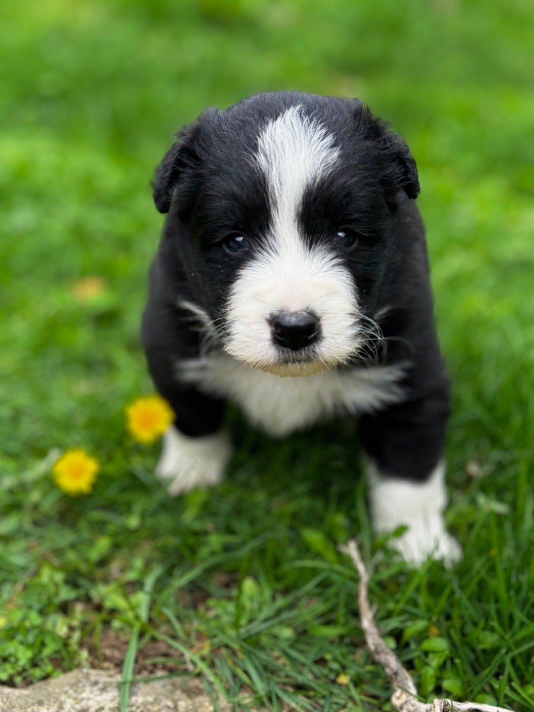 MALE N° 3 - Border Collie