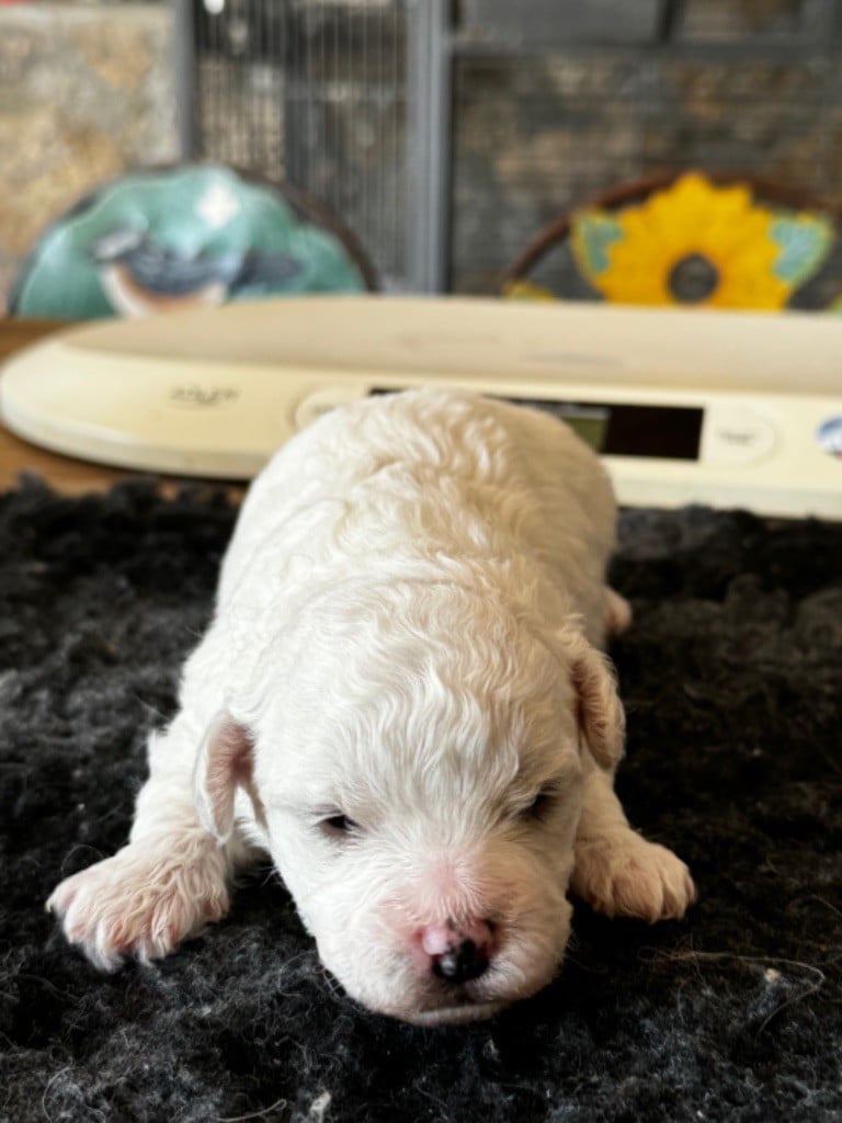 MALE N ° 1 - Bichon Frise