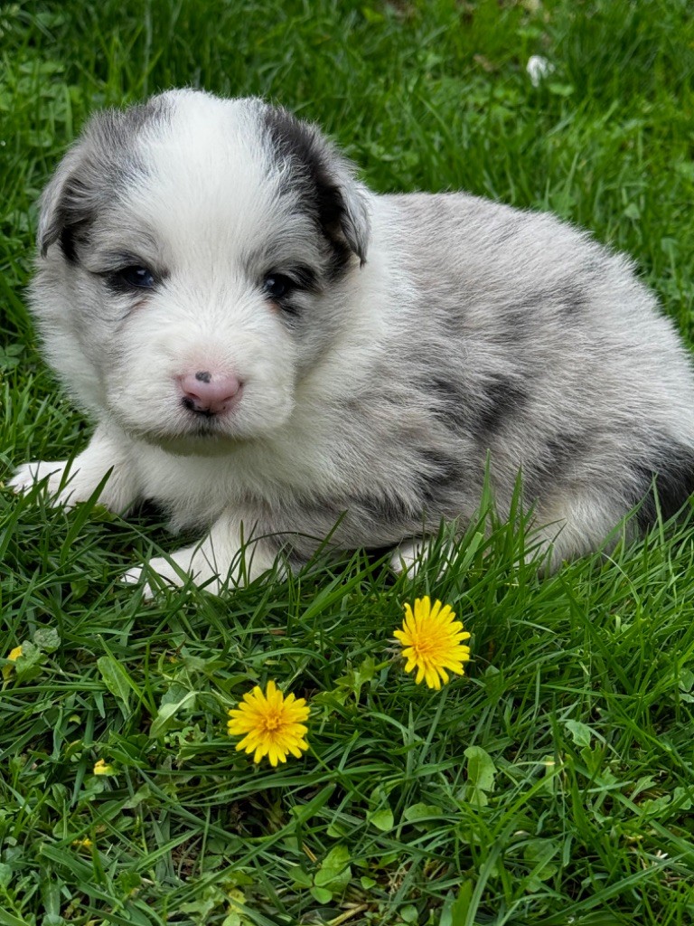 MALE N° 2 - Border Collie