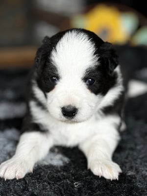 Les chiots de Border Collie