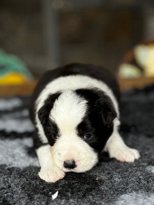 Les chiots de Border Collie