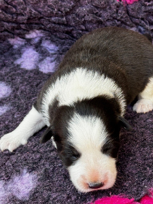 Les chiots de Border Collie