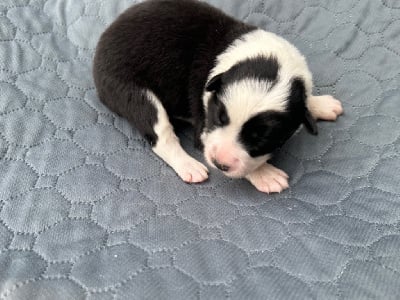 Les chiots de Border Collie