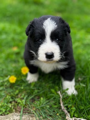 Les chiots de Border Collie