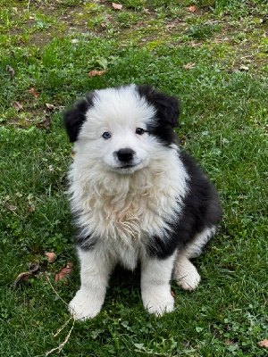 Les chiots de Border Collie